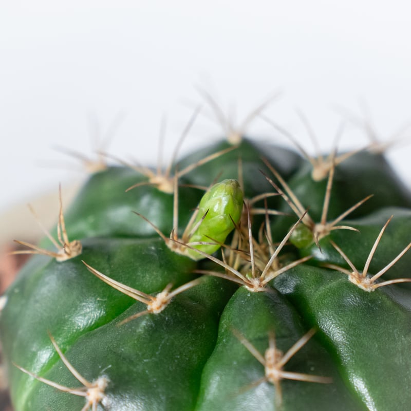 ギムノカリキウム 翠晃冠 鉢セット Gymnocalycium anisitsii サボテン