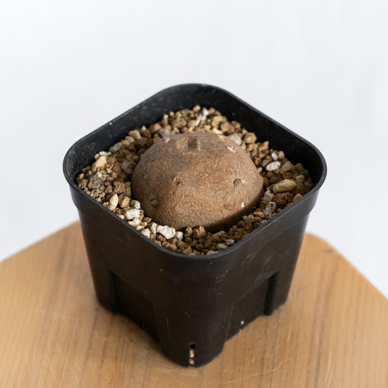 ステファニア エレクタ【発根管理中】Stephania erecta 塊根植物