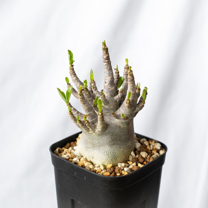アデニウム アラビカム ブラックスキン【発根管理中】Adenium Arabicum