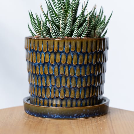 ハオルチア 十二の巻 鉢セット Haworthia fasciata 多肉植物 珍奇植物 静岡 ANTIDOTE 通販 S1330