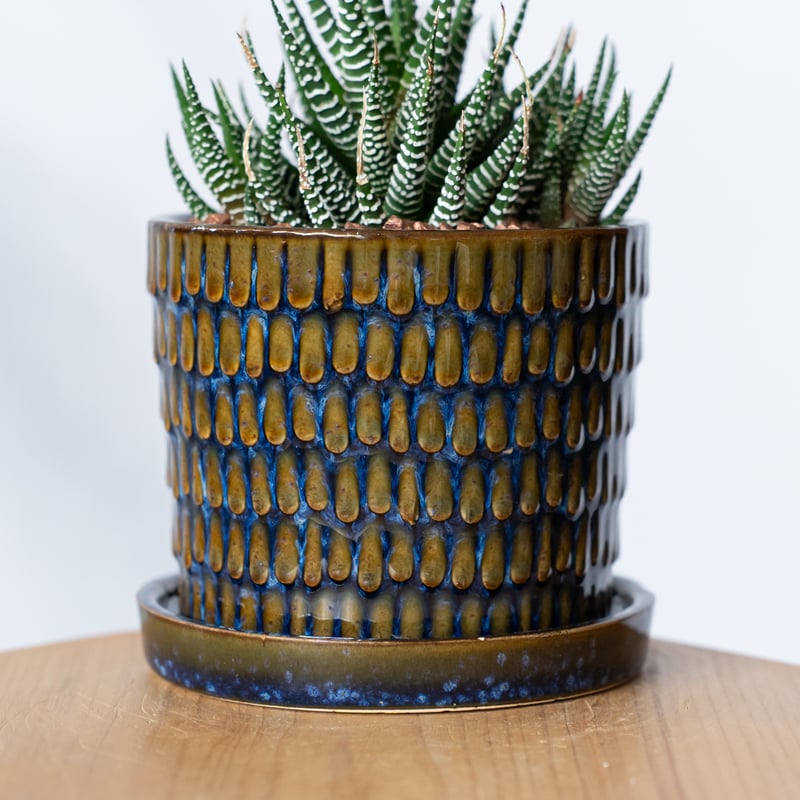 ハオルチア 十二の巻 鉢セット Haworthia fasciata 多肉植物 珍奇植物