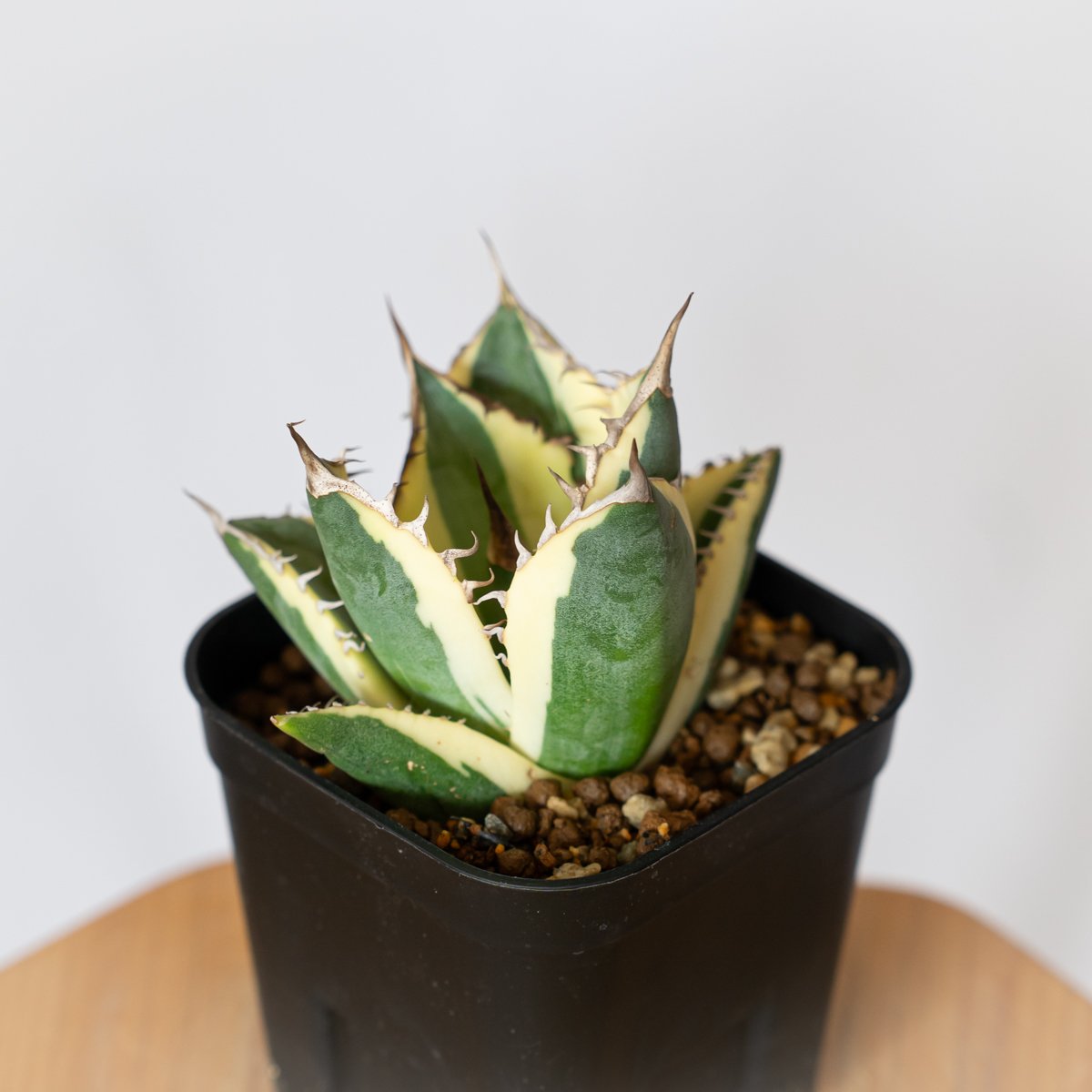 アガベ チタノタ スナグルトゥース OC株 美株 Agave titanota Snaggle