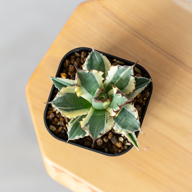 アガベ チタノタ 姫厳竜 白覆輪 姫厳竜錦 姫厳龍錦 TC株 ベアルート