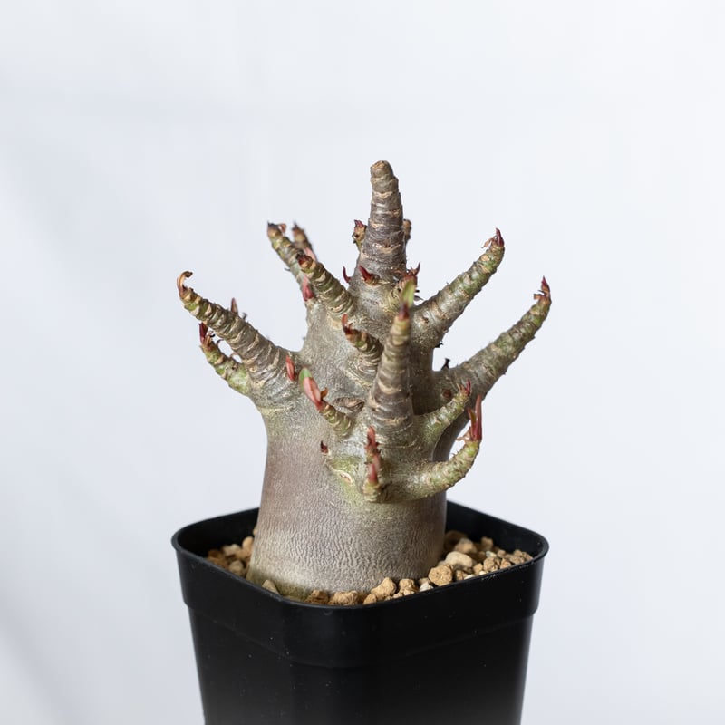 アデニウム アラビカム ブラックスキン 実生【発根管理中】Adenium