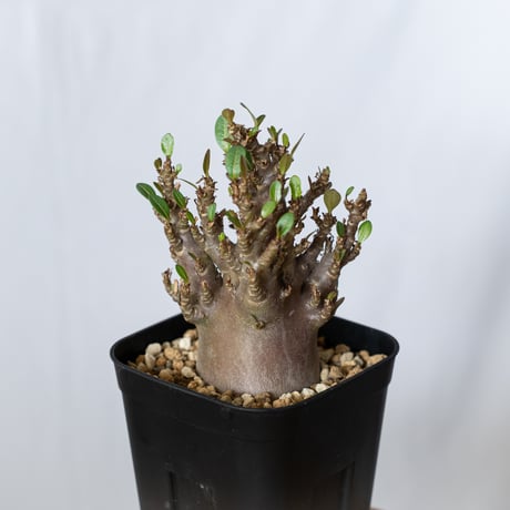 アデニウム アラビカム ブラックスキン Adenium Arabicum Black Skin 塊根植物 コーデックス 珍奇植物 多肉植物 静岡 ANTIDOTE 通販 S1427