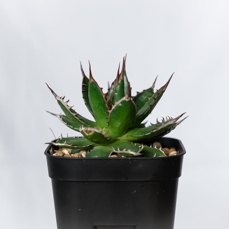 アガベ 姫ホリダ OC株【発根管理中】Agave horrida 多肉植物 珍奇植物