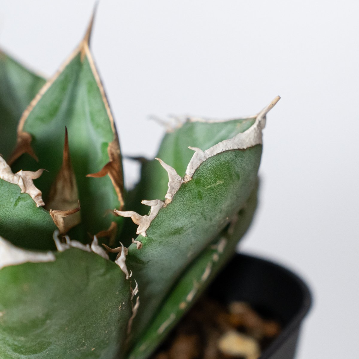 アガベ チタノタ 大白鯊 ホオジロザメ【発根管理中】TC株 Agave