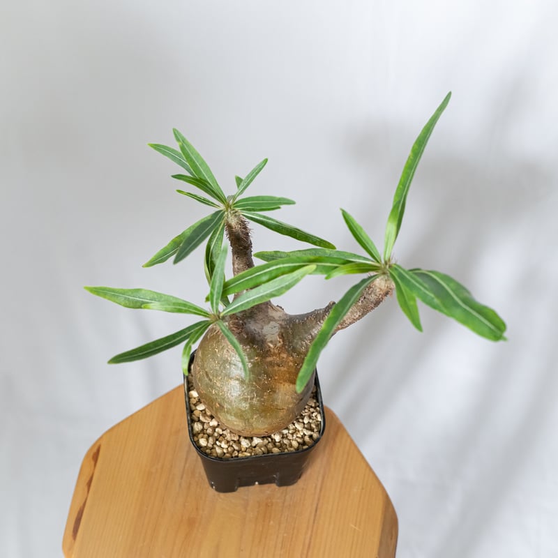 パキポディウム グラキリス 現地球 良型 pachypodhium Gracilius 塊根植