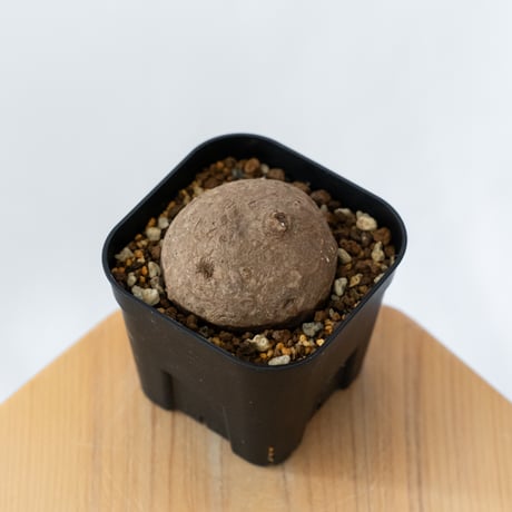 ステファニア エレクタ 実生【発根管理中】Stephania erecta 塊根植物 コーデックス 多肉植物 珍奇植物 静岡 ANTIDOTE 通販 S1414