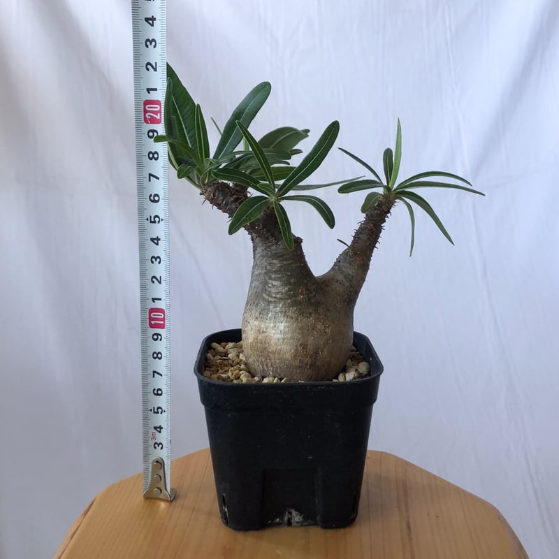 パキポディウム グラキリス pachypodhium Gracilius 塊根植物