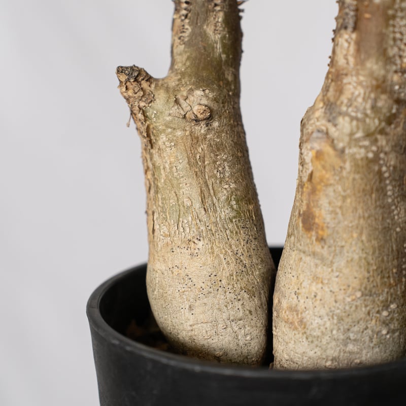 パキポディウム エニグマティクム 現地球 Pachypodium enigmaticum 塊根