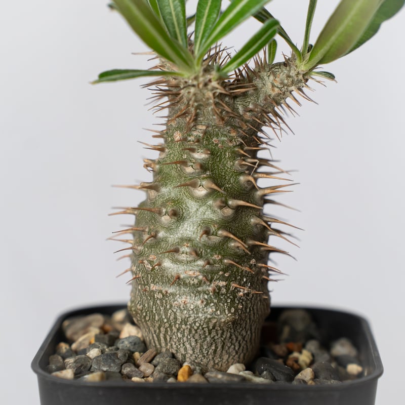 パキポディウム グラキリス 実生 pachypodhium Gracilius 塊根植物 コー