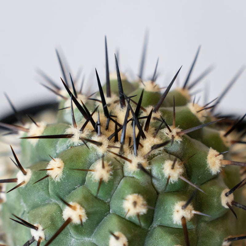 コピアポア 黒王丸 実生 Copiapoa cinerea サボテン 多肉植物 珍奇植物