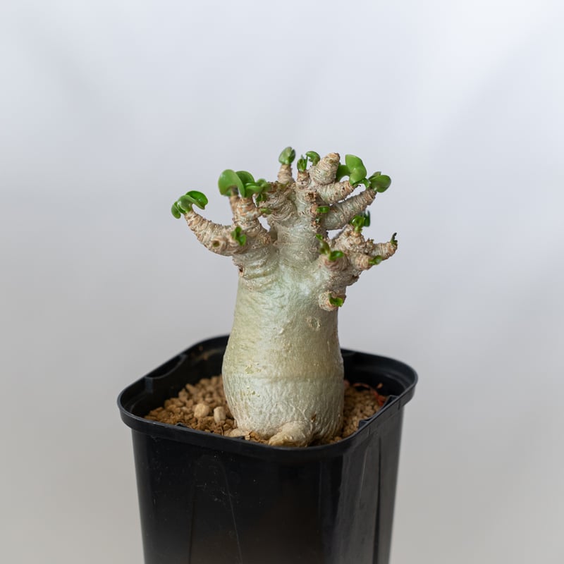 アデニウム アラビカム ドーセットホーン 獅子葉 Adenium Arabicum