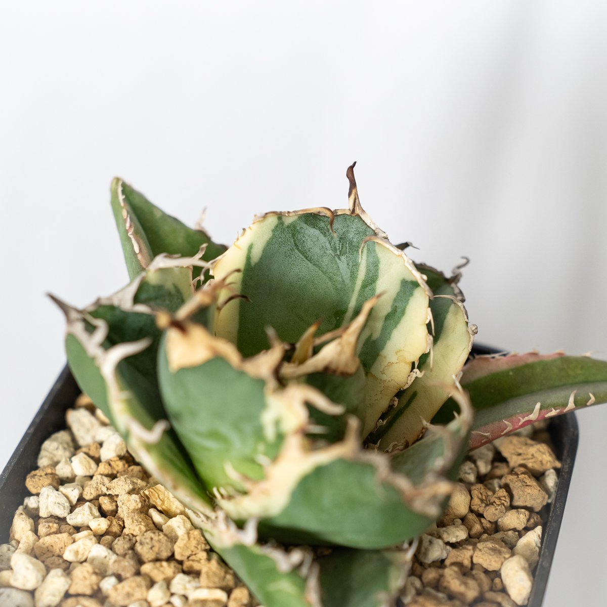 アガベ チタノタ 白鯨 白覆輪 白鯨錦 TC株 Agave titanota White