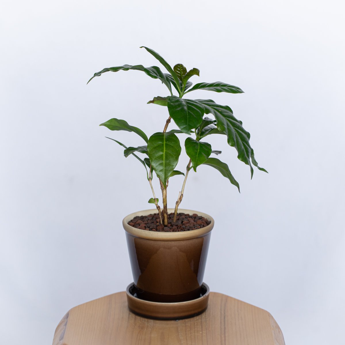 観葉植物 コーヒーの木 鉢セット Coffee tree 観葉植物 インテリアグリーン 珍奇