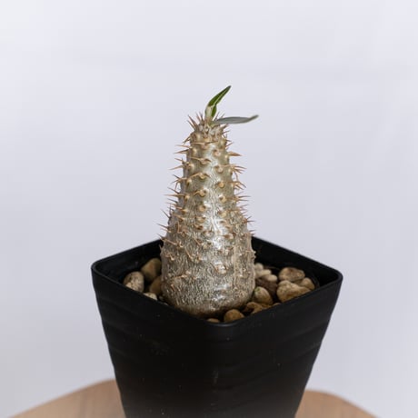 パキポディウム グラキリス 実生 pachypodhium Gracilius 塊根植物 コーデックス 多肉植物 珍奇植物 静岡 ANTIDOTE 通販 S1261