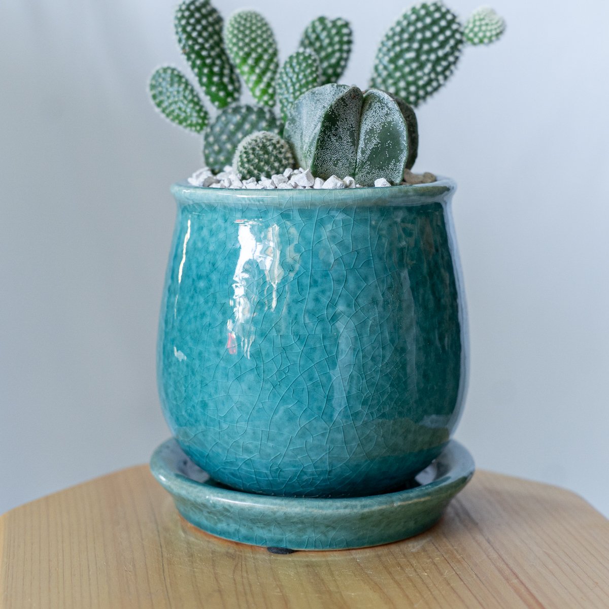 バニーカクタス＆ランポー 寄せ植え 鉢セットオプンチア アストロ