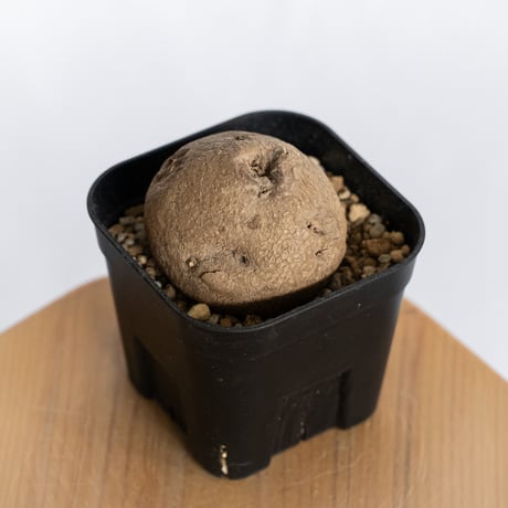 ステファニア エレクタ【発根管理中】Stephania erecta 塊根植物 コーデックス 多肉植物 珍奇植物 静岡 ANTIDOTE 通販 S1221