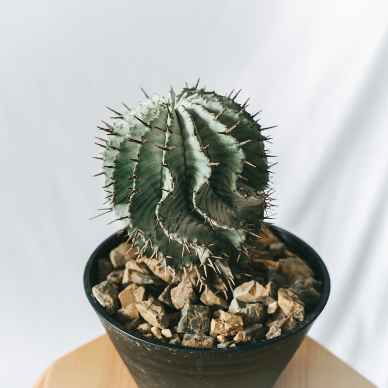 特大 特白 ユーフォルビア 関上 ホリダ ユーフォルビア 関上ホリダ Euphorbia horida SEKIGAMI 多肉植物