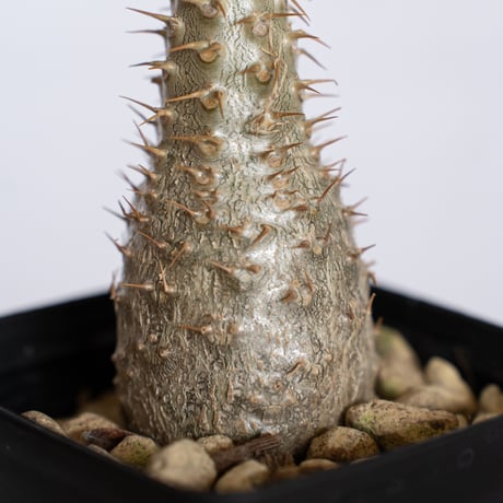 パキポディウム グラキリス 実生 pachypodhium Gracilius 塊根植物 コーデックス 多肉植物 珍奇植物 静岡 ANTIDOTE 通販 S1261