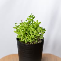 ドロサンテマム グロボーサム 実生 Drosanthemum globosum 多肉植物 観葉植物 珍奇植物 静岡 ANTIDOTE 通販 S1500