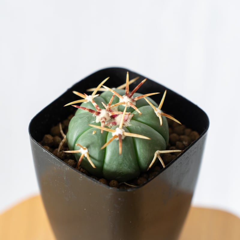 エキノカクタス 太平丸 実生 美株 Echinocactus horizonthalonius