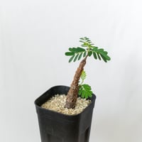 センナ メリディオナリス 実生 Senna Meridionalis コーデックス 塊根植物 多肉植物 珍奇植物 静岡 ANTIDOTE 通販 S585