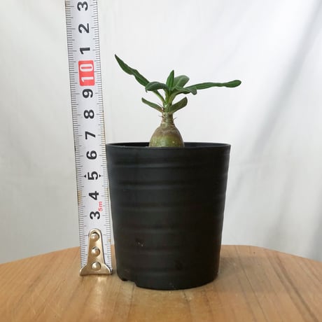 パキポディウム サキュレンタム 実生 Pachypodium succulentum 塊根植物 コーデックス 多肉植物 珍奇植物 静岡 ANTIDOTE 通販 S1468