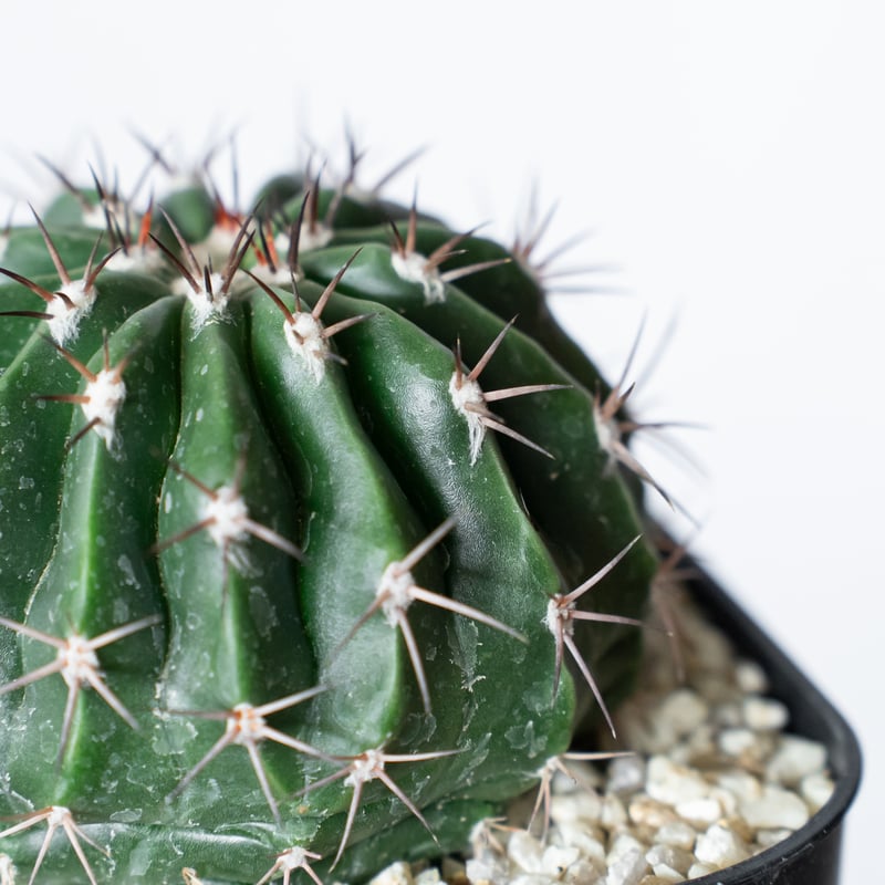 メロカクタス 層雲 実生 Melocactus amoenus サボテン 多肉植物 珍奇