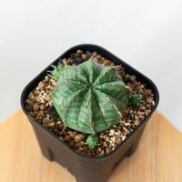 ユーフォルビア バリダ 子株付き 実生 Euphorbia super valida 多肉植物 珍奇植物 ANTIDOTE 静岡 通販 S907