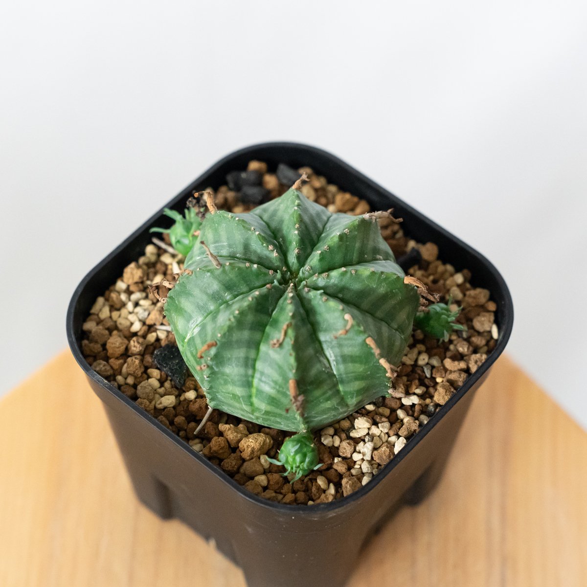 ユーフォルビアバリダ　子株たくさん　現品鉢ごと発送 ユーフォルビア バリダ 子株付き 実生 Euphorbia super valida 多肉植物