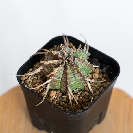 ユーフォルビア バリダ 実生 Euphorbia super valida 多肉植物 珍奇植物 ANTIDOTE 静岡 通販 S1229