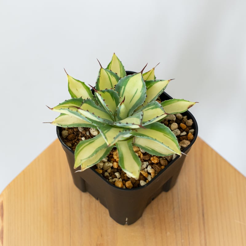 アガベ チタノタ 吉祥冠錦 OC株【発根管理中】斑入り Agave potatorum