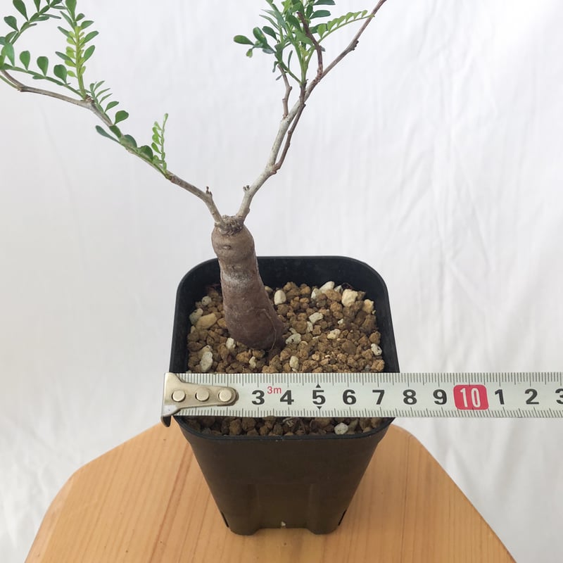 オペルクリカリア パキプス 根挿し Operculicarya pachypus 塊根植物 多