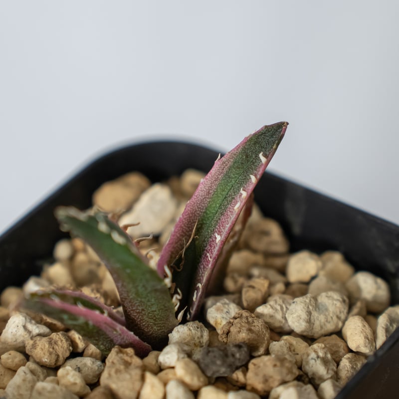 アガベ チタノタ 白鯨 白鯨錦 白覆輪【発根管理中】Agave