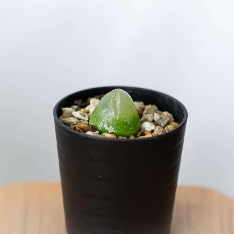 コノフィツム ブルゲリ Conophytum burgeri 多肉植物 珍奇植物 静岡 ANT