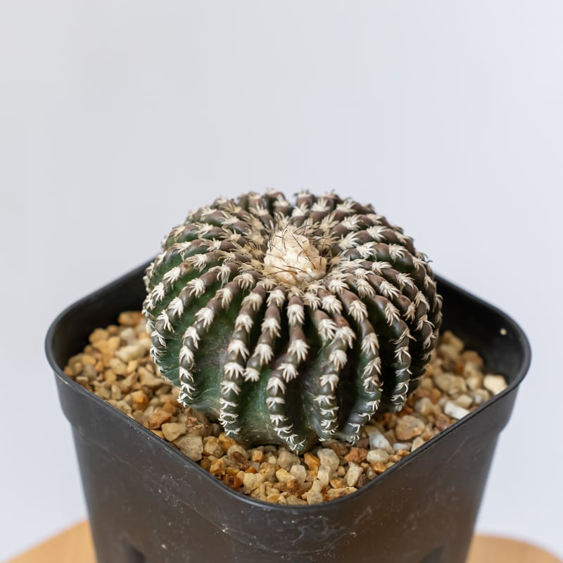 ディスコカクタス ホルスティ 実生 美株 Discocactus horstii サボテン