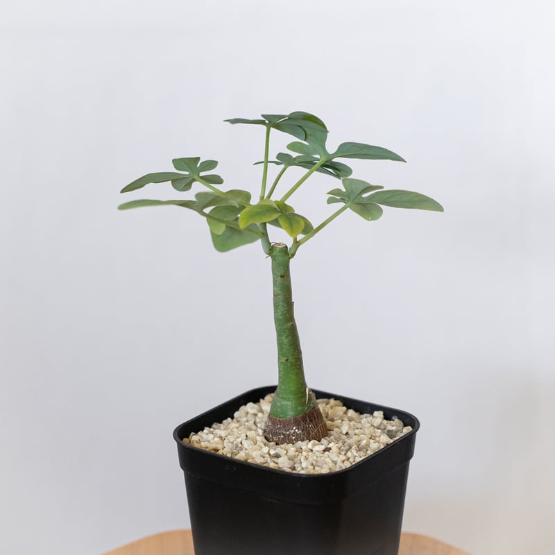 アデニア グラウカ 幻蝶かずら 実生 Adenia glauca 塊根植物