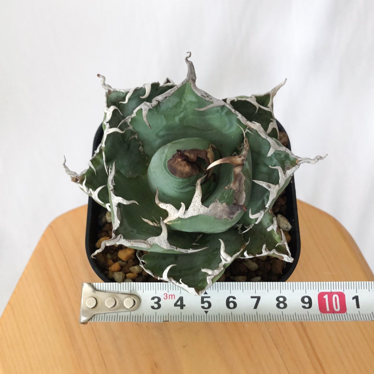 アガベ チタノタ 白鯨 美株 OC株【発根管理中】Agave titanota White W