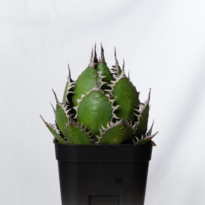 アガベ ホリダ 美株 【発根管理中】OC株 Agave horrida 多肉植物 珍奇