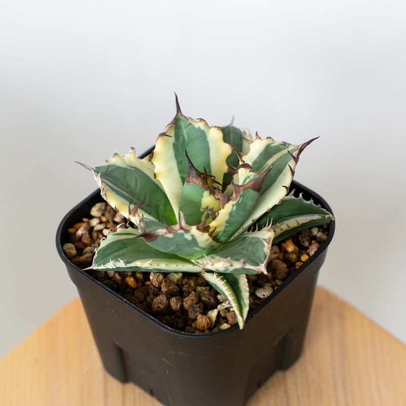 アガベ チタノタ 姫厳竜 白覆輪 姫厳竜錦 姫厳龍錦 TC株 ベアルート