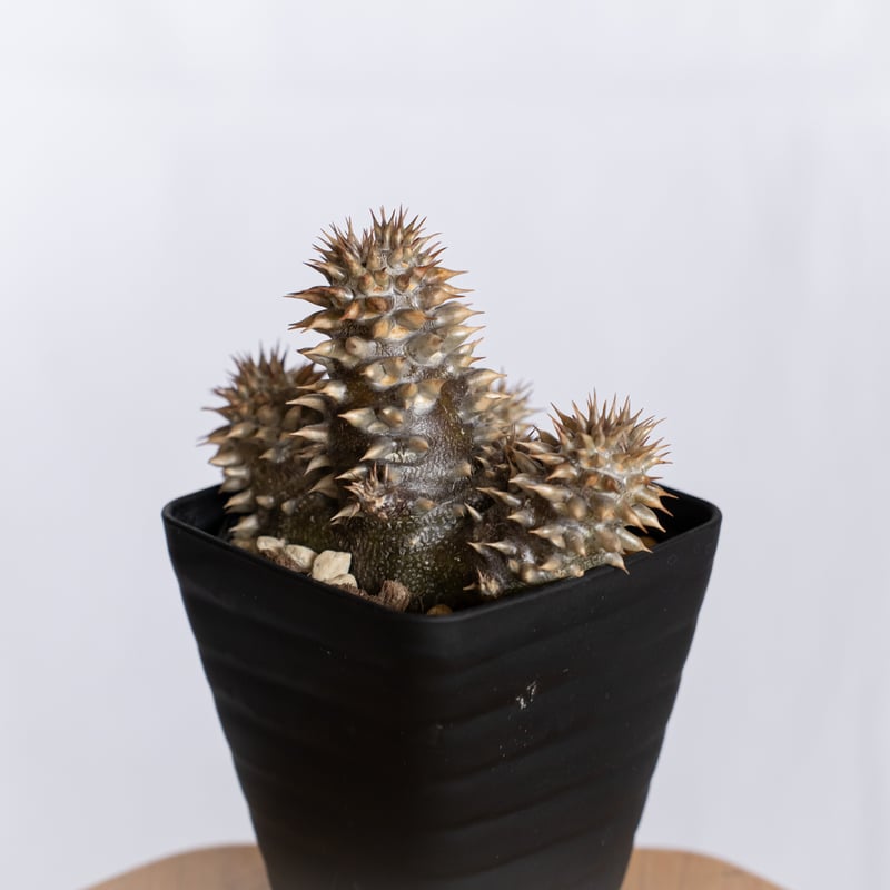 パキポディウム デンシフローラム 実生 シバ女王の玉櫛 Pachypodium