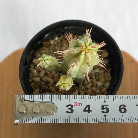 ユーフォルビア 紅彩閣錦 実生 エノプラ 斑入り Euphorbia enopla 塊根植物 多肉植物 珍奇植物 静岡 ANTIDOTE 通販 S1231