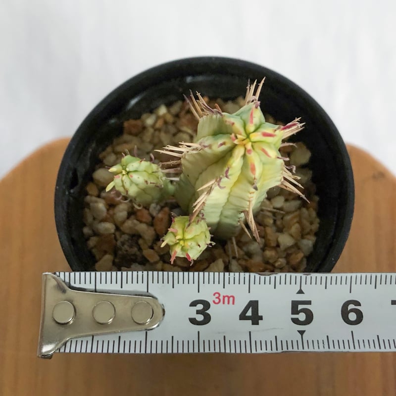 ユーフォルビア 紅彩閣錦 実生 エノプラ 斑入り Euphorbia enopla 塊根