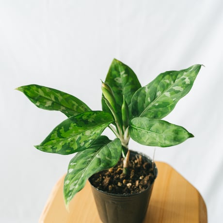 aglaonema | STORES