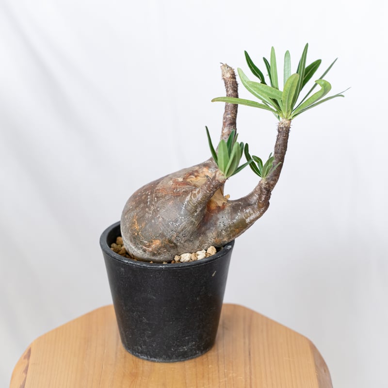 パキポディウム グラキリス 現地球 pachypodhium Gracilius 塊根植物 コ