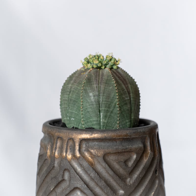 ユーフォルビア オベサ 鉢セット オス株 雄株 美株 Euphorbia obesa
