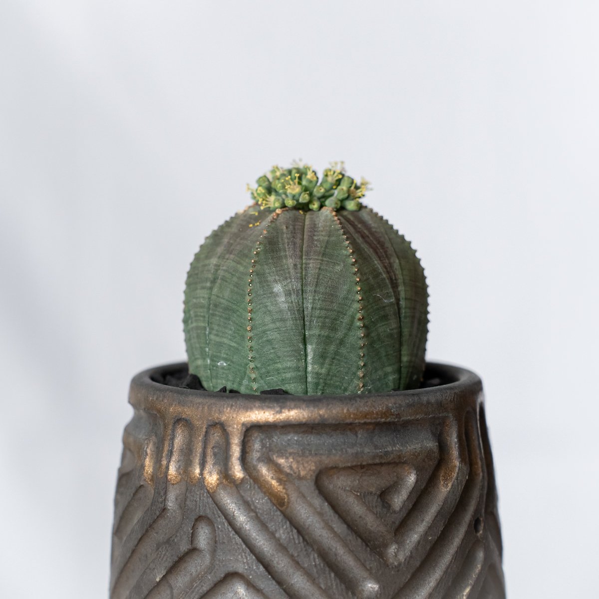 ユーフォルビア オベサ 鉢セット オス株 雄株 美株 Euphorbia obesa