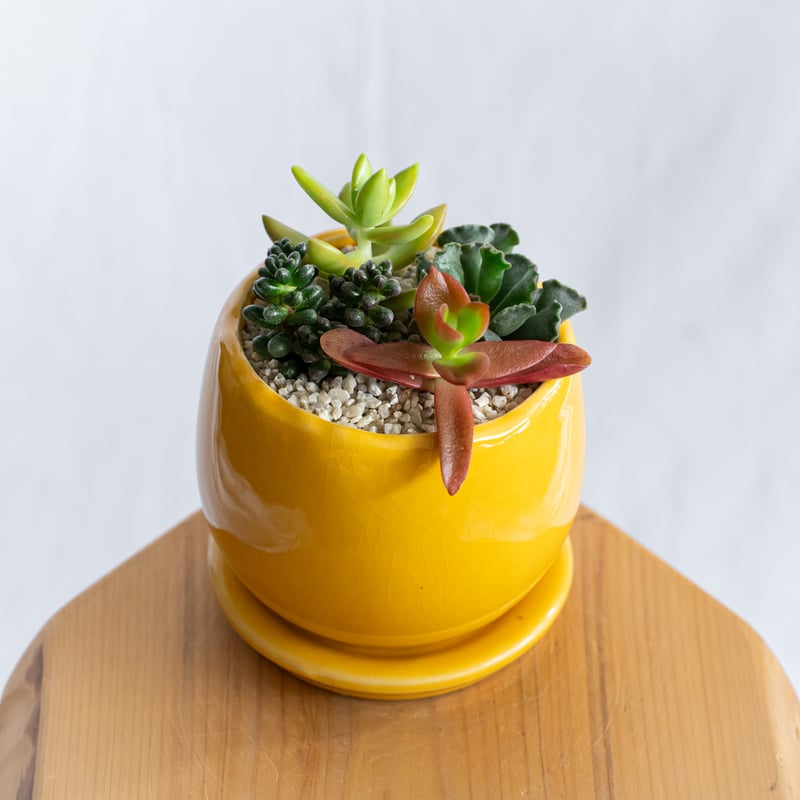 多肉植物 寄せ植え 鉢セット インテリア 多肉植物 観葉植物 珍奇植物